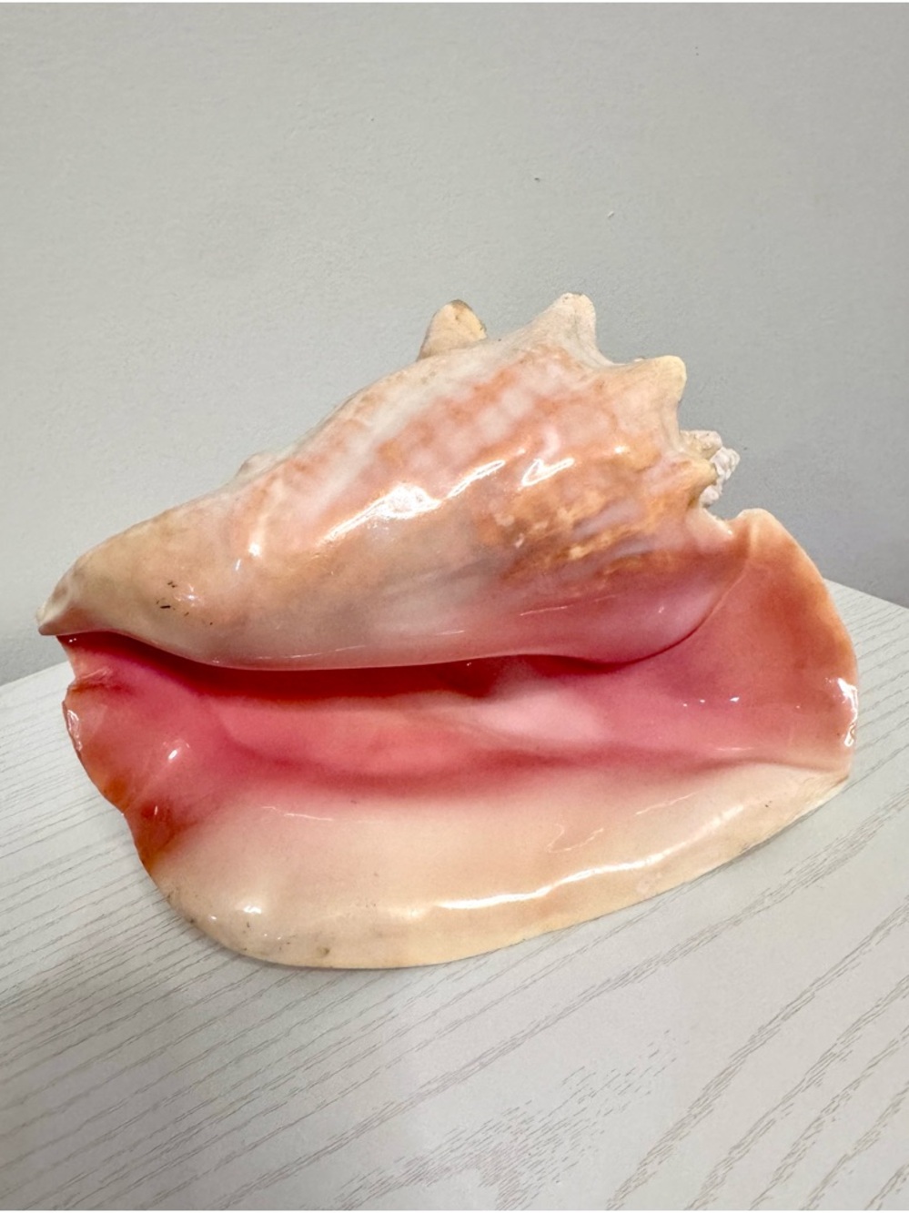 **SOLD** Large Pink and Cream Queen Conch Shell Decorative Accent